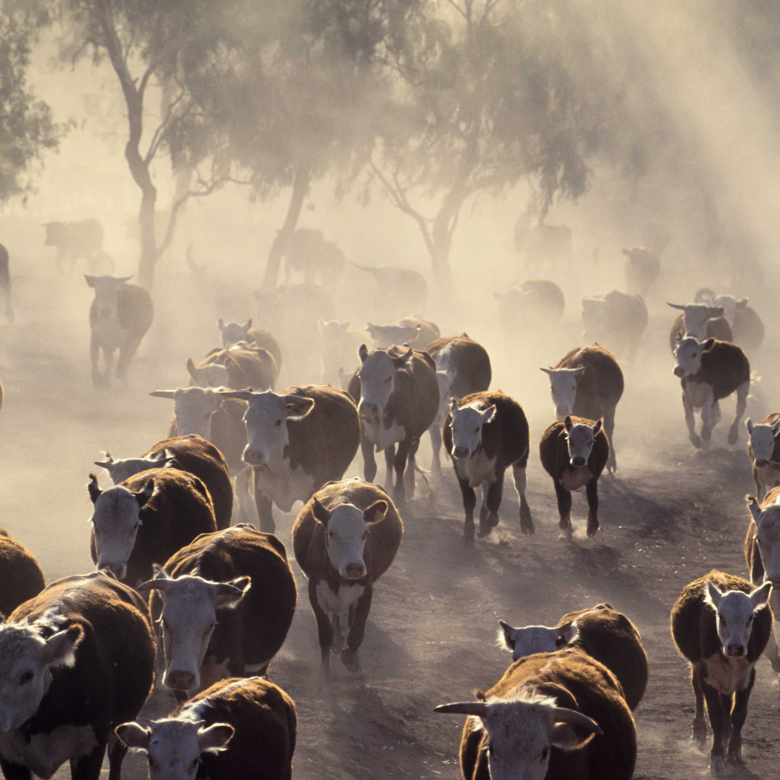 rural cattle